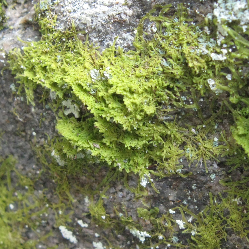 Metzgeria furcata